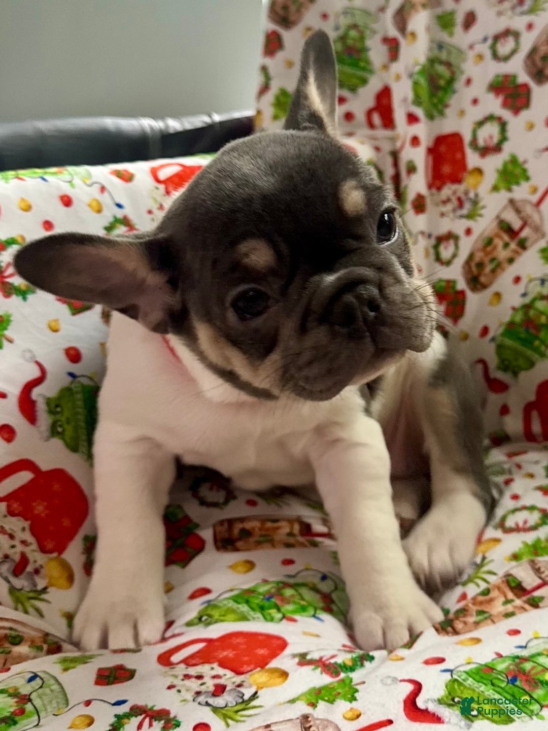 French Bulldog dogs for sale: 🎄 AKC Registered Rare Blue Pied French Bulldog Puppy – Ready for the Holidays! - Ad 6