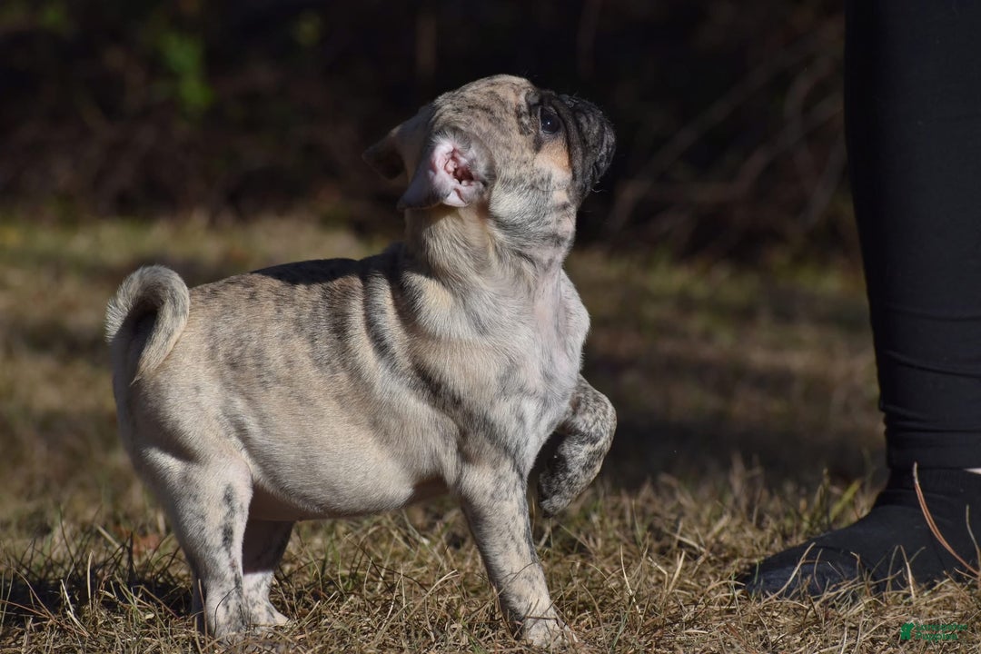 Pug dogs for sale: Pug Puppy Honeycrisp - Ad 3