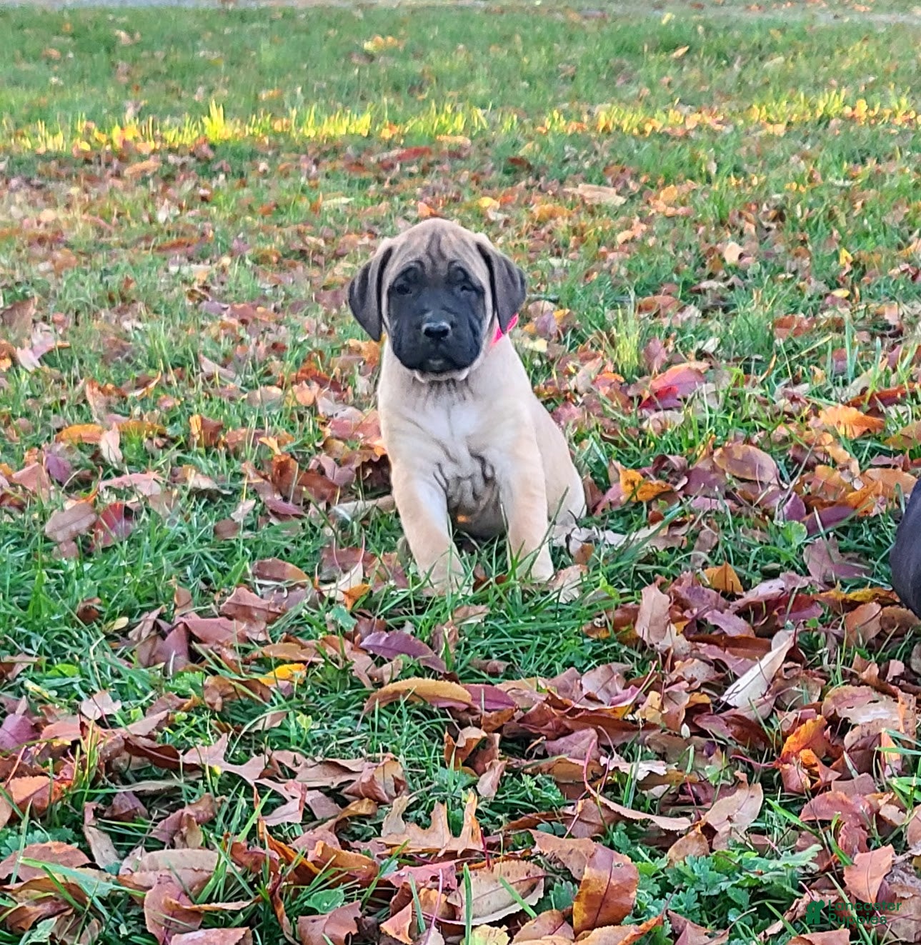 English Mastiff dogs for sale: Twinkles - Ad 1