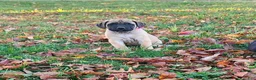 English Mastiff dogs for sale: Twinkles - Ad 1