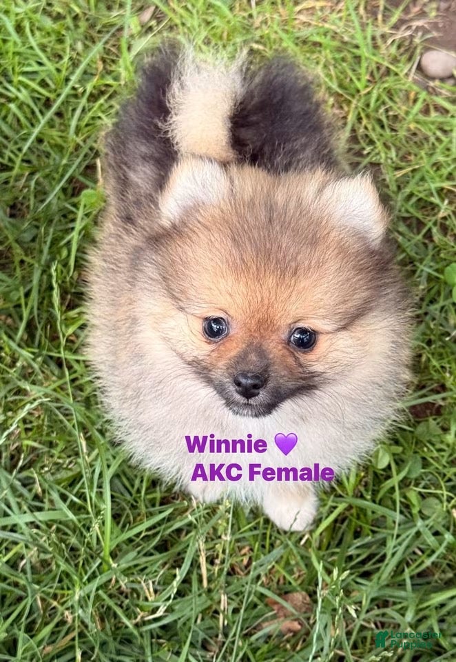 Pomeranian dogs for sale: Winnie - Ad 1