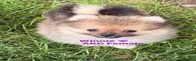Winnie
