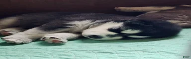 Meet Onyx, she is an akc Alaskan Malamute. She is lovable and also spunky. 