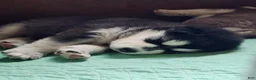 Alaskan Malamute dogs for sale: Meet Onyx, she is an akc Alaskan Malamute. She is lovable and also spunky.  - Ad 1
