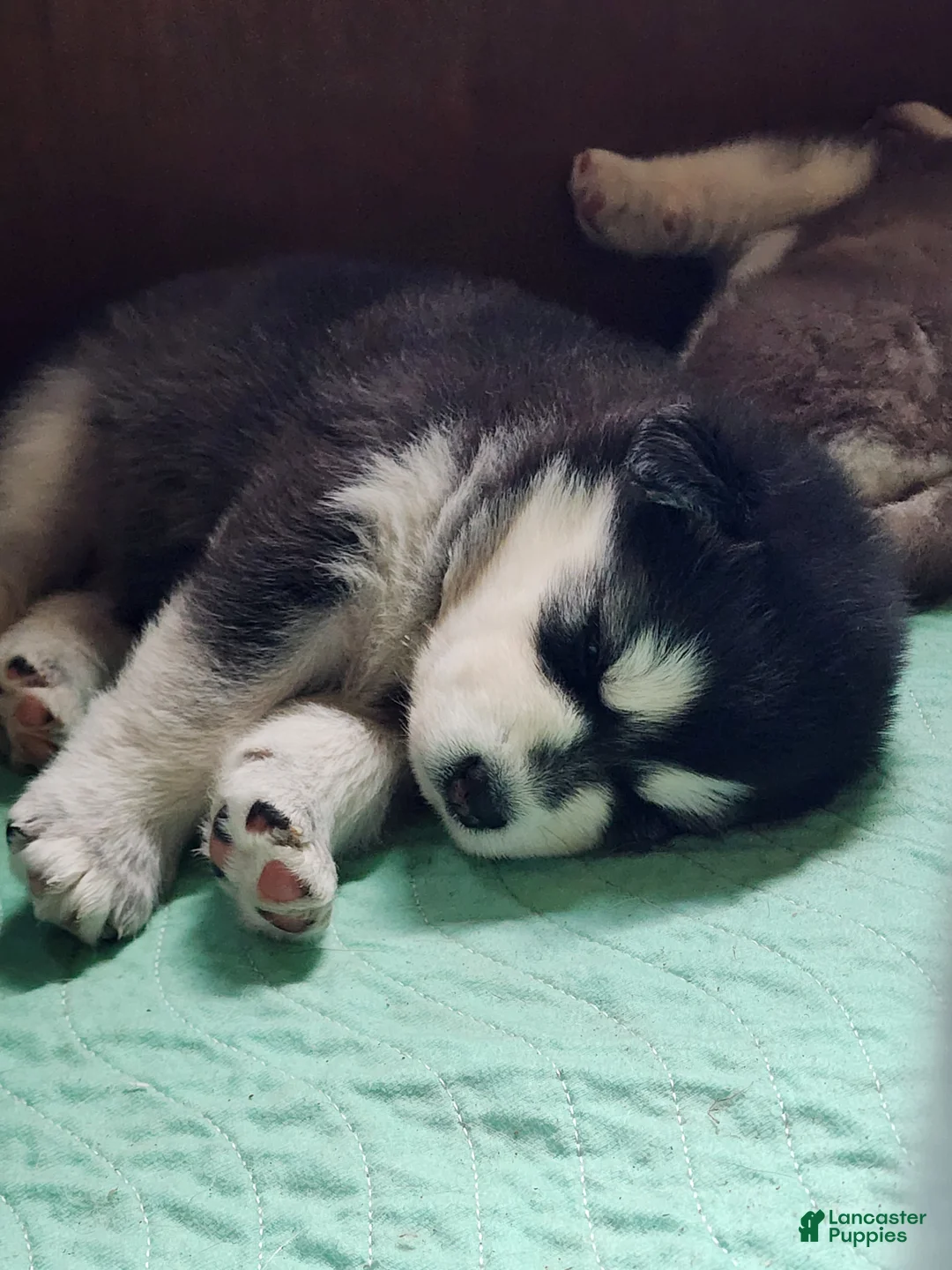 Alaskan Malamute dogs for sale: Meet Onyx, she is an akc Alaskan Malamute. She is lovable and also spunky.  - Ad 1