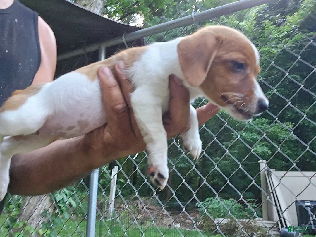Jack Russell Terrier dogs for sale: Jack Russell Terrier 9 - Ad 2