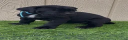 Cane Corso dogs for sale: Lotus  - Ad 6