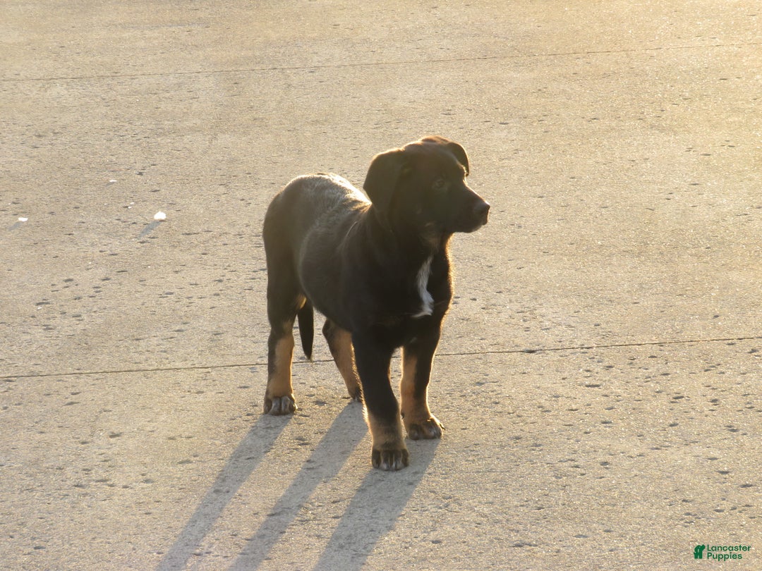 German Shepherd dogs for sale: Millie - Ad 1