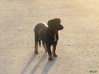 German Shepherd dogs Millie - Ad 17