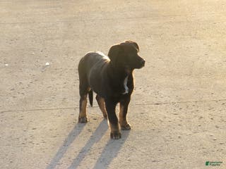 German Shepherd dogs Millie - Ad 22