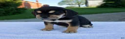 Beabull dogs for sale: Kipp - Ad 6