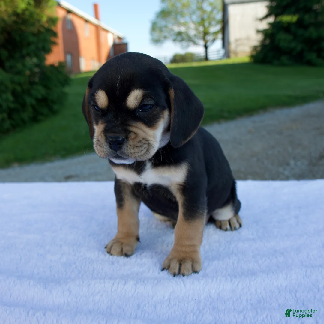 Beabull dogs for sale: Kipp - Ad 6