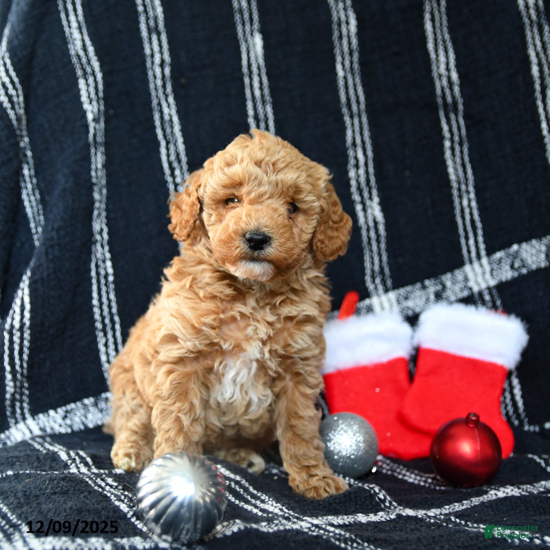 Miniature Poodle dogs for sale: Santa   - Ad 3