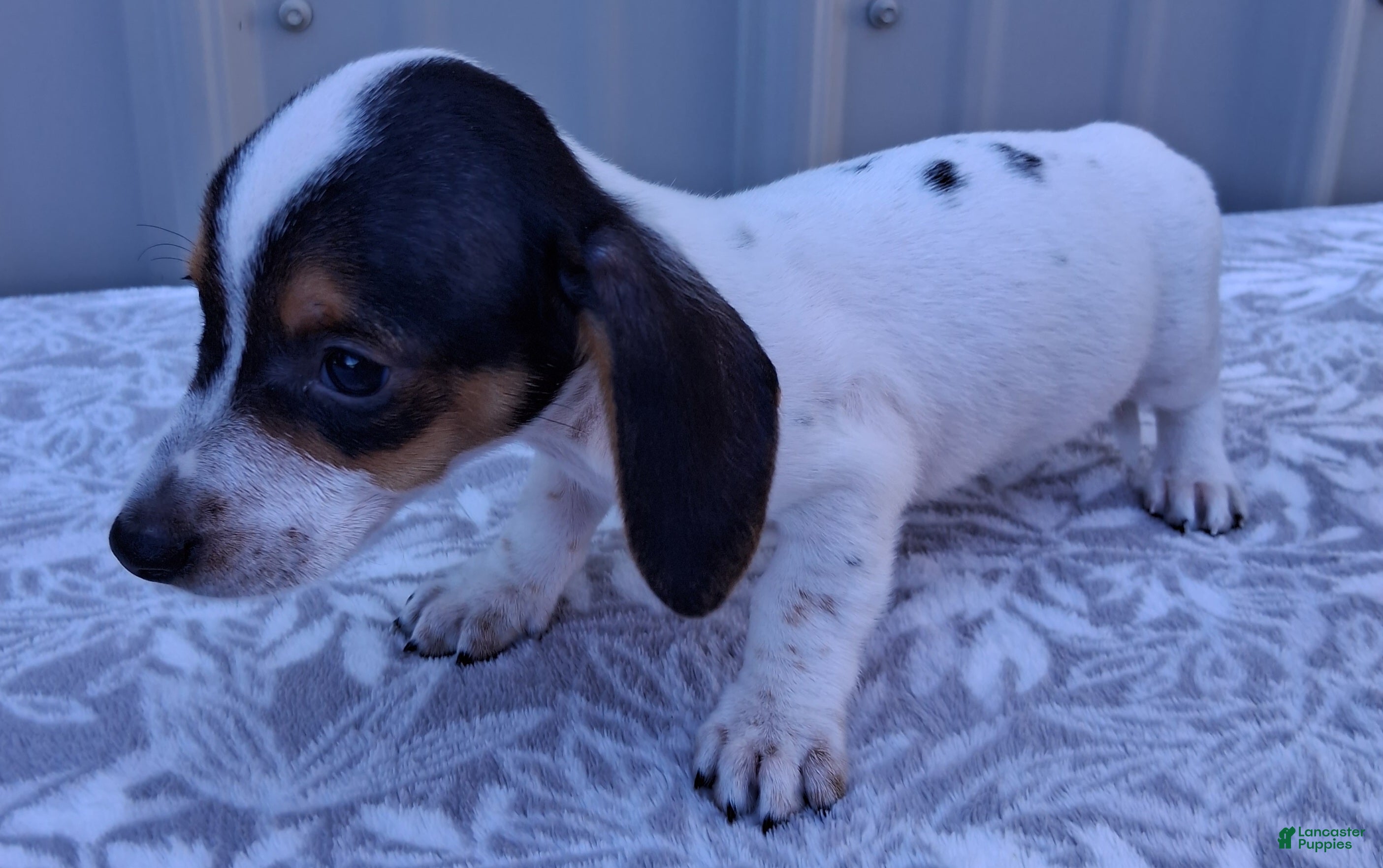 Miniature Dachshund dogs Archie - Ad 1