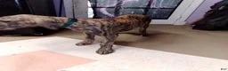 Great Dane dogs for sale: Great Dane 7 - Ad 20