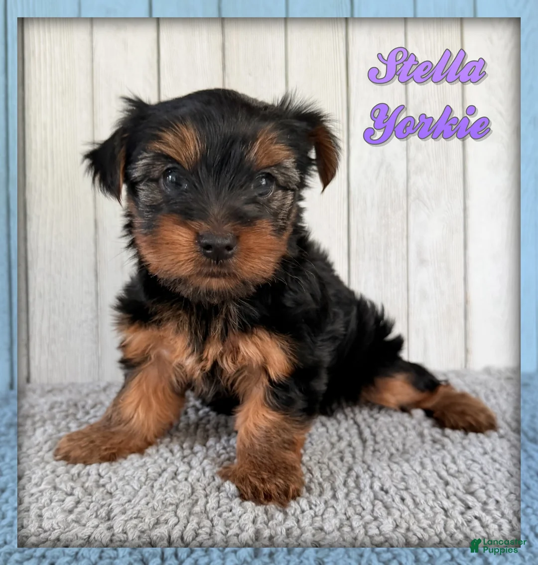 Yorkshire Terrier dogs for sale: Stella - Ad 1