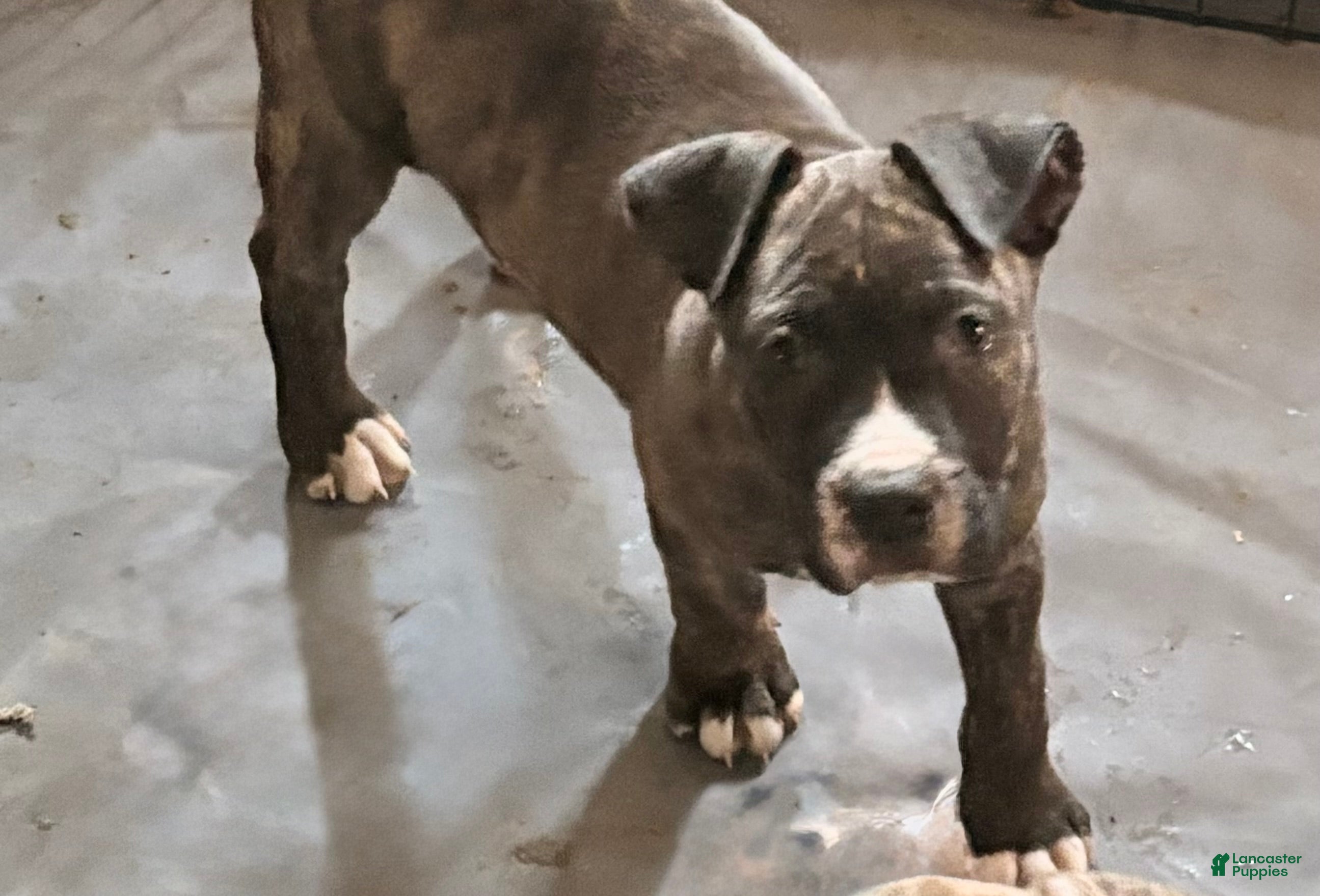 Mixed Breed dogs Panda  - Ad 1