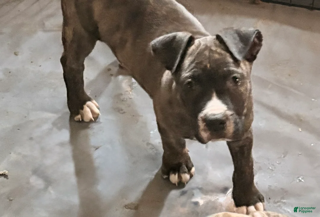 Mixed Breed dogs for sale: Panda  - Ad 1