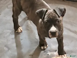 Mixed Breed dogs for sale: Panda - Ad 3