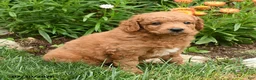 Mini Goldendoodle dogs for sale: Chip - Ad 3