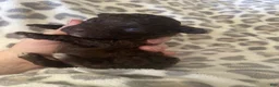 Miniature Poodle dogs for sale: Miniature Poodle 2 - Ad 3