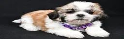 Shih Tzu dogs for sale: Sara - Ad 5