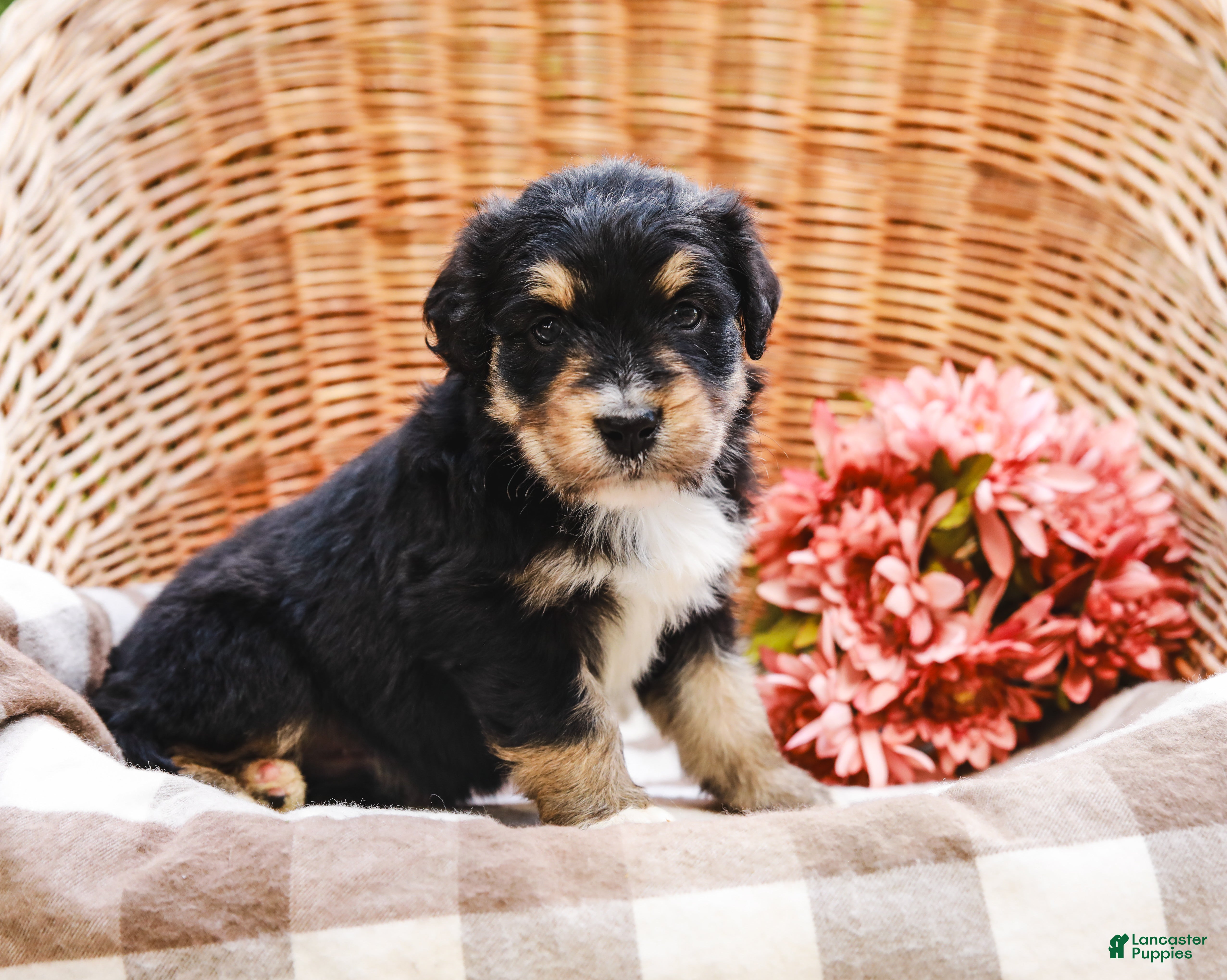 Aussiedoodle dogs Duke Standard Sized - Ad 1