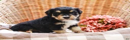 Aussiedoodle dogs for sale: Duke Standard Sized - Ad 3