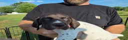 German Shorthaired Pointer dogs for sale: German Shorthaired Pointer (red collar) - Ad 9