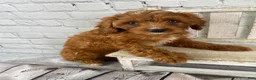 Cavapoo dogs for sale: Lucy - Ad 11