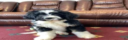 Bernedoodle dogs for sale: Sammy - Ad 3