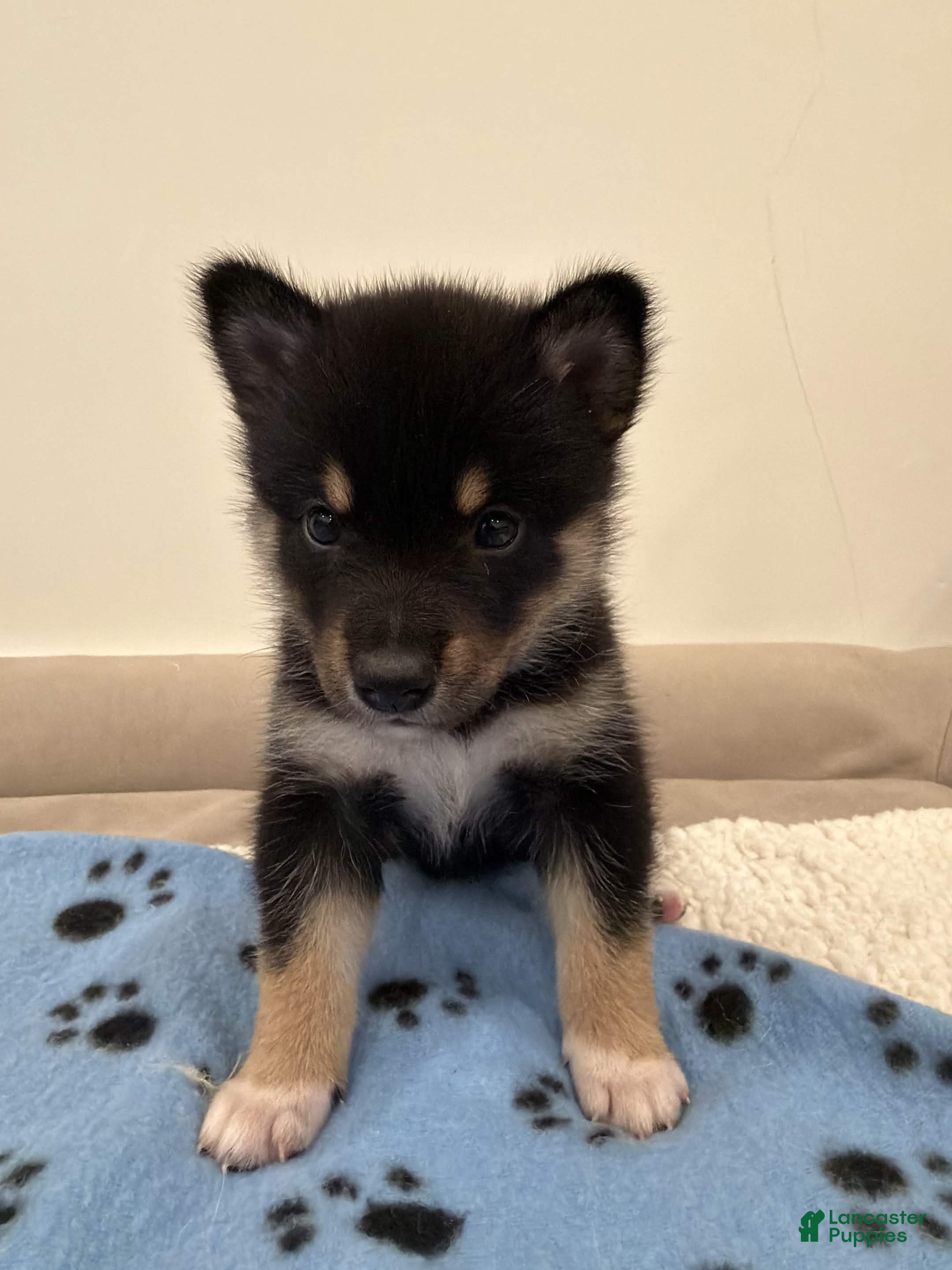 Pomsky dogs for sale: Sunshine - Ad 2