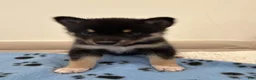 Pomsky dogs for sale: Sunshine - Ad 2