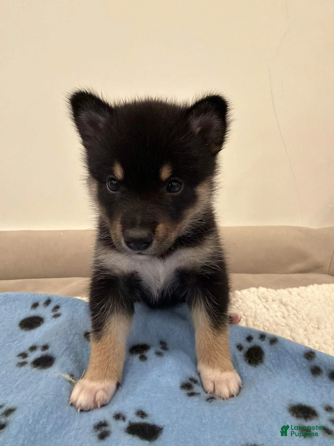 Pomsky dogs for sale: Sunshine - Ad 2