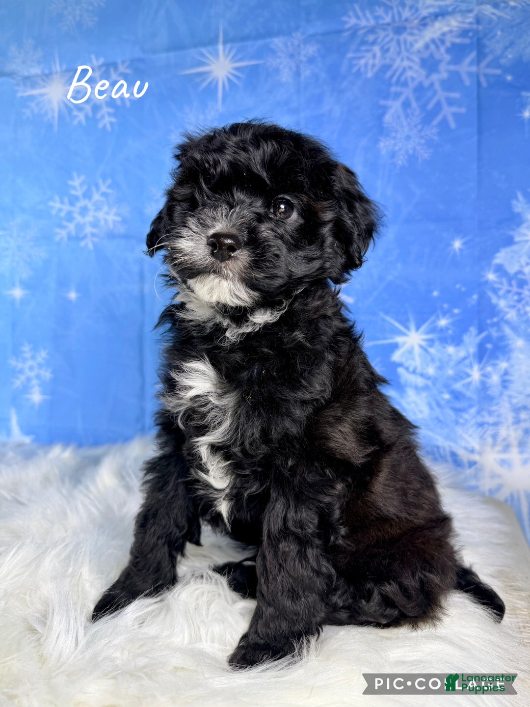 Yorkiepoo dogs for sale: Beau - Ad 1
