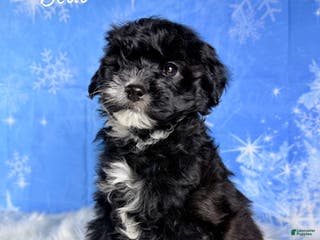 Yorkiepoo dogs Beau - Ad 22