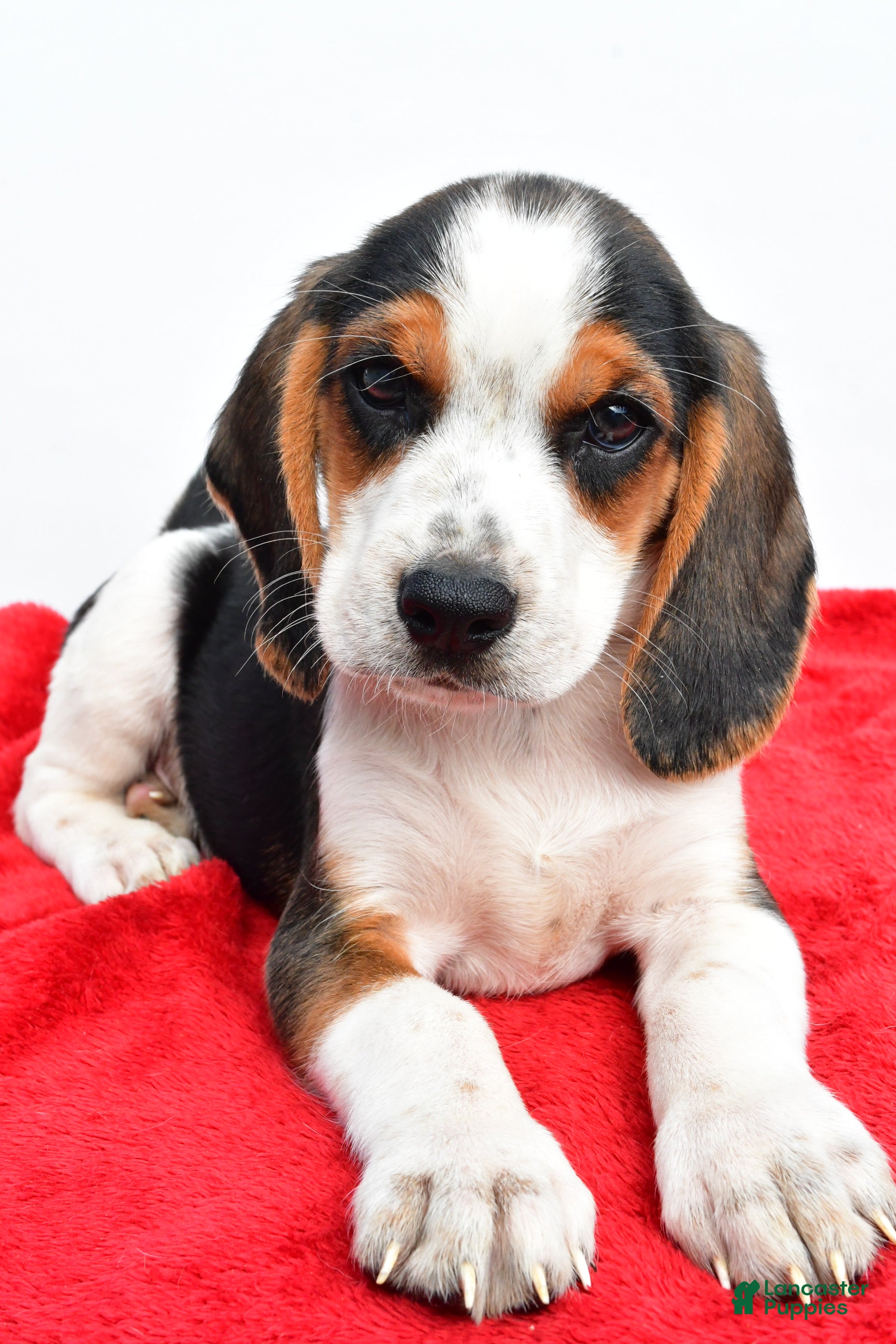 Dog Breed Beagle Puppy Rescue Beagle Breeders Beagles For Adoption