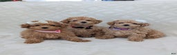 Toy Poodle dogs for sale: Amara - Ad 7