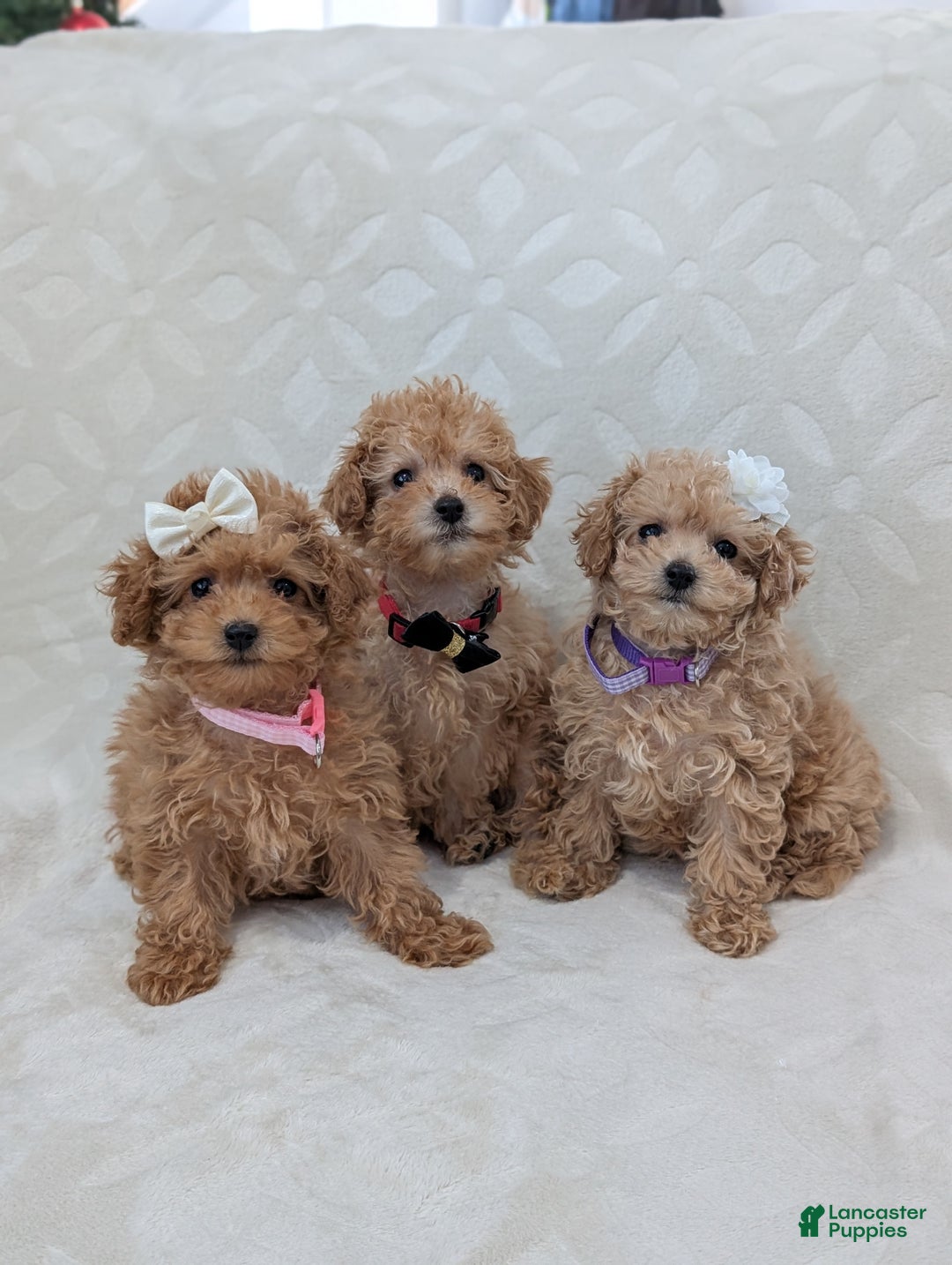 Toy Poodle dogs for sale: Amara - Ad 7