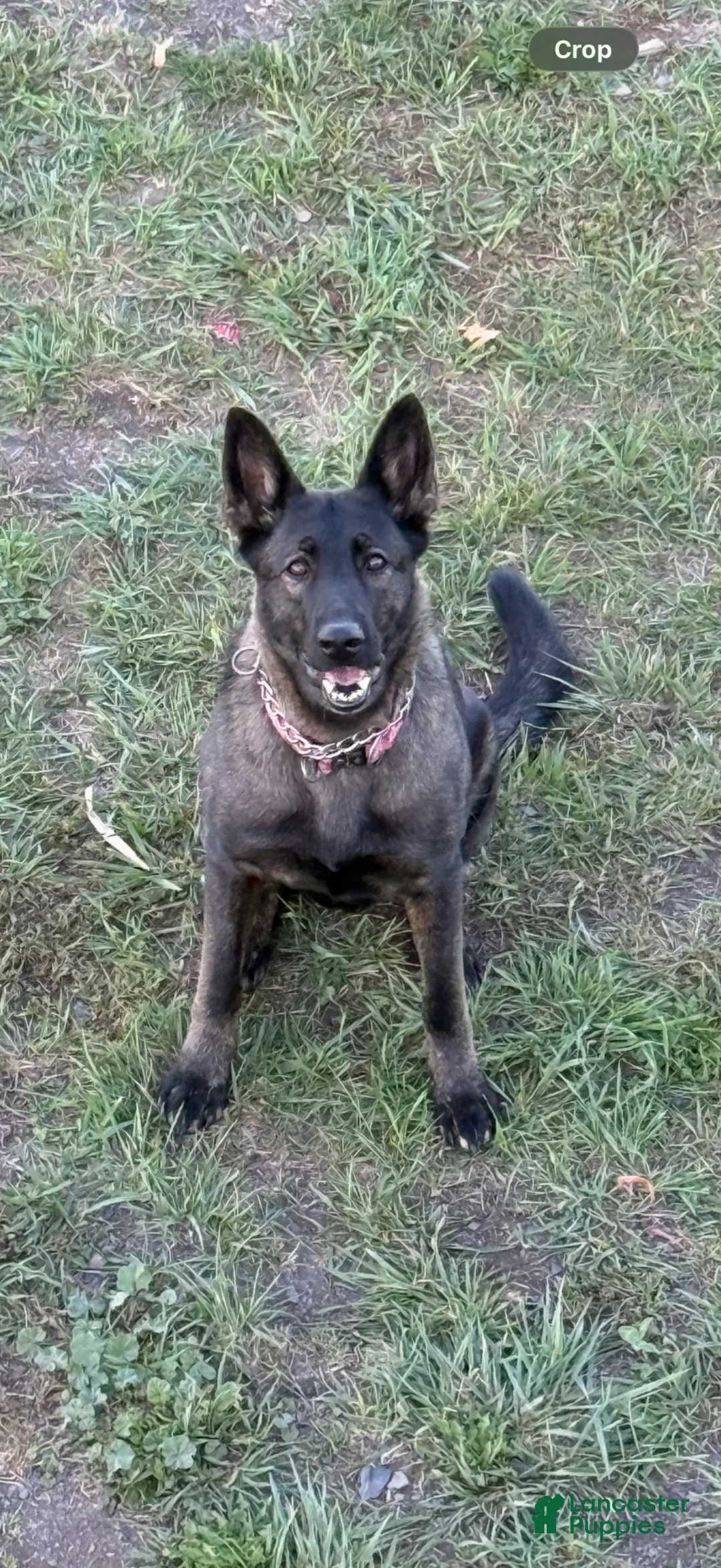 German Shepherd dogs for sale: German Shepherd Puppy 3 - Ad 2