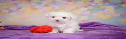 Maltese dogs for sale: Peanut - Ad 6