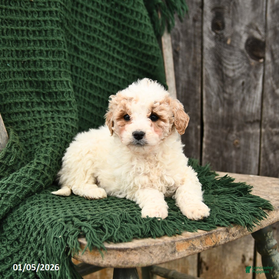 Mini Goldendoodle dogs for sale: Tessa - Ad 2