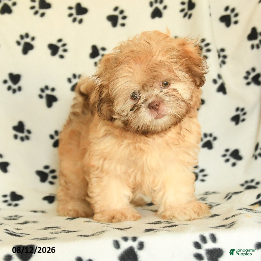 Shih Tzu dogs Sonny - Ad 1