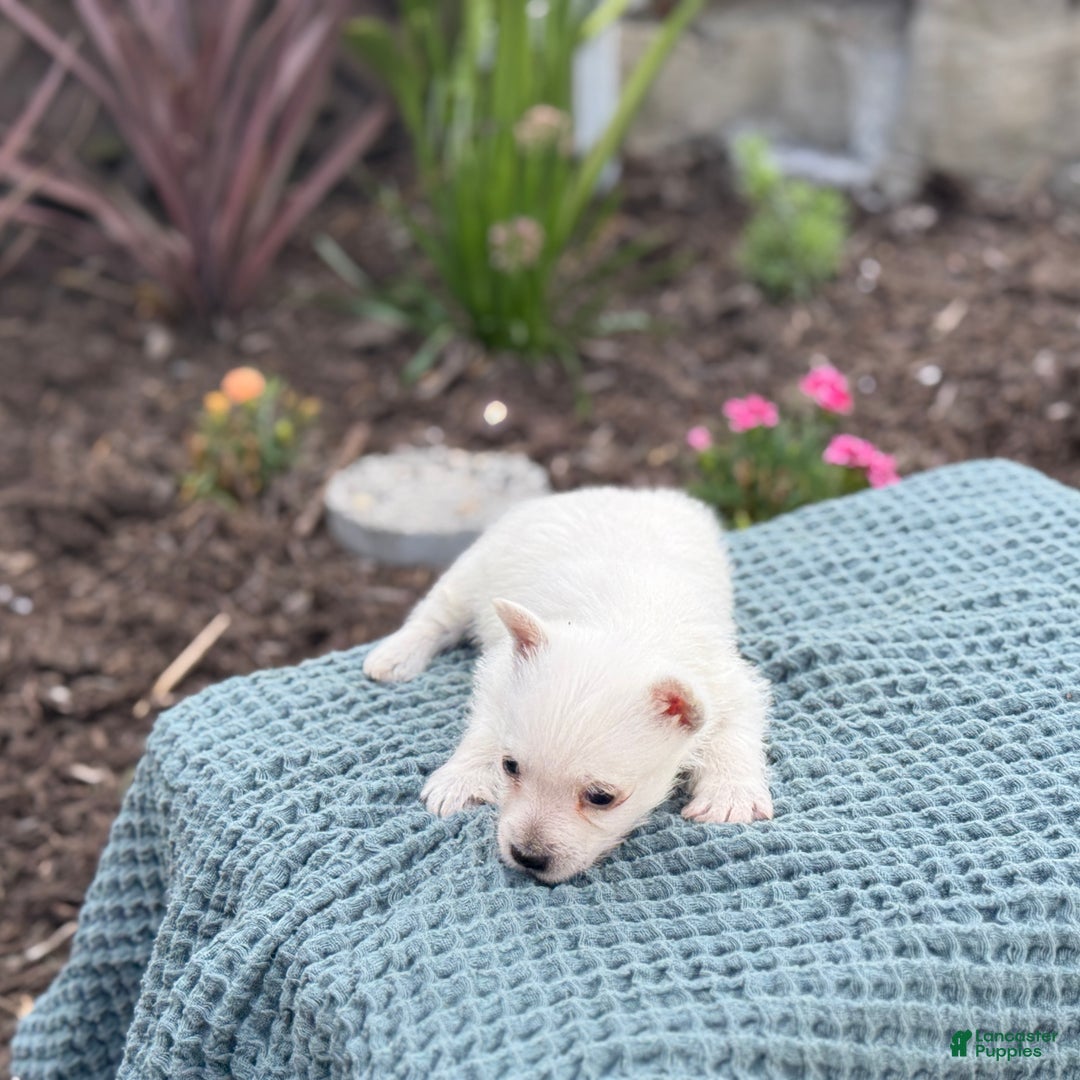 West Highland Terrier dogs for sale: Fancy - Ad 12