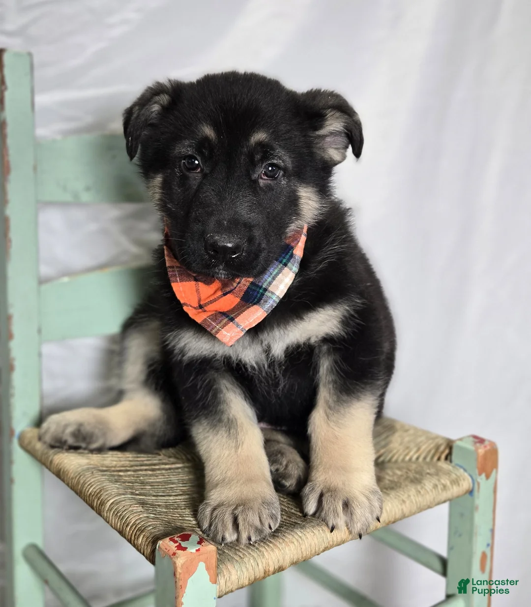 German Shepherd dogs for sale: Rowdy - Ad 1