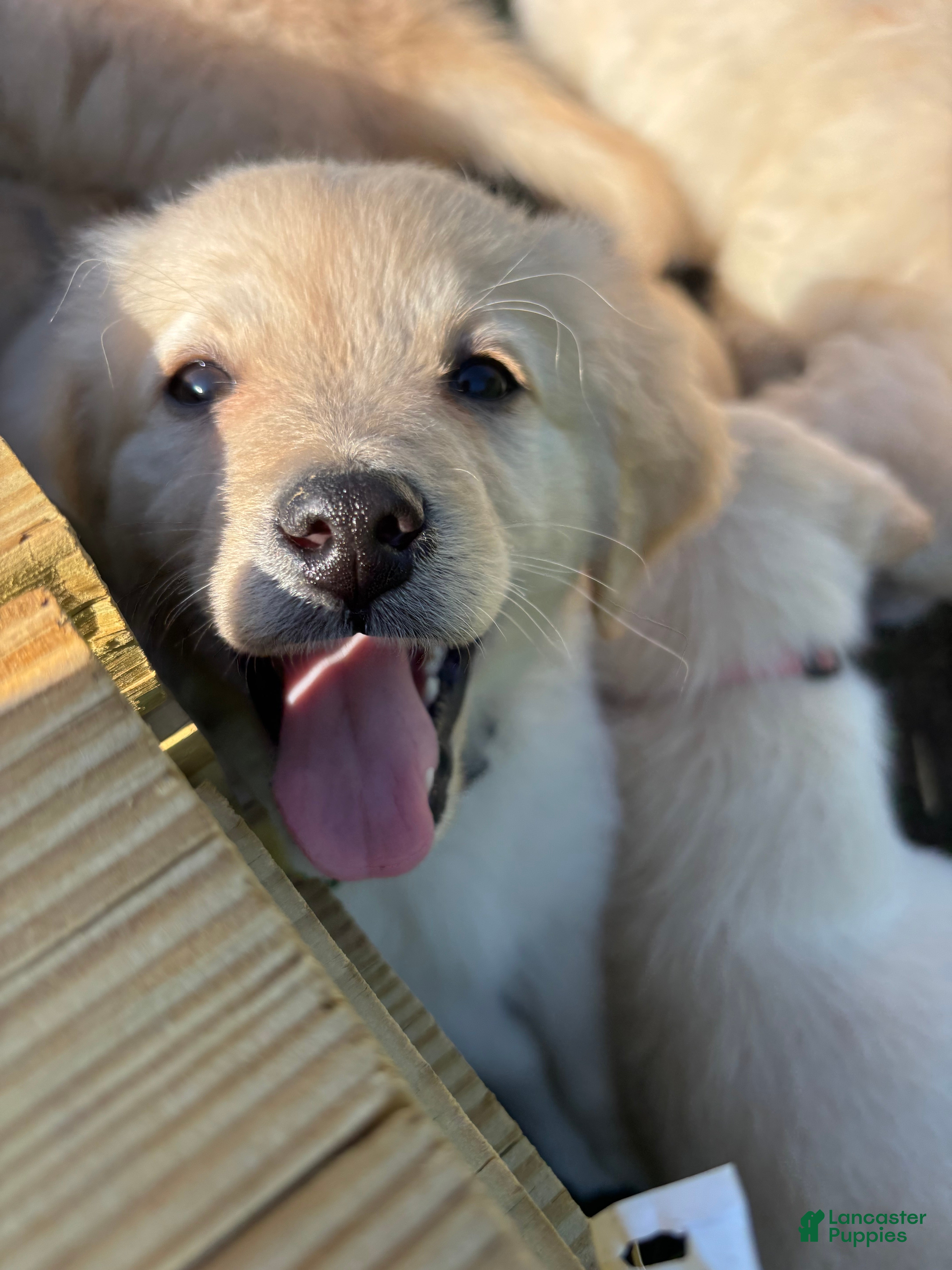 Mixed Breed dogs Black Collar - Ad 41
