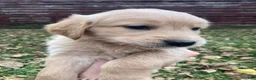 Golden Retriever dogs for sale: Amy - Ad 3