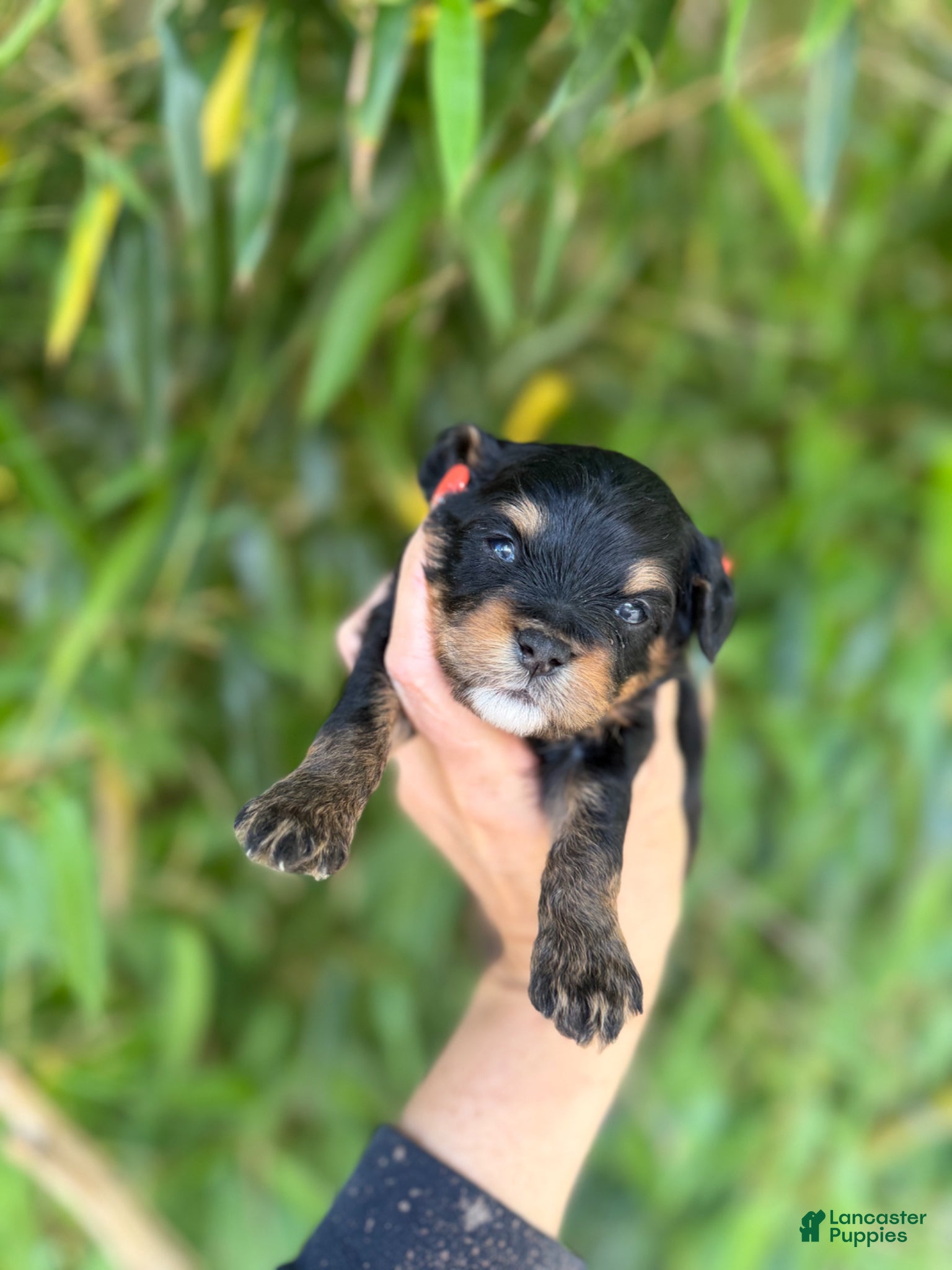 Mixed Breed dogs F1 toy Aussiedoodle Puppy 2 - Ad 34