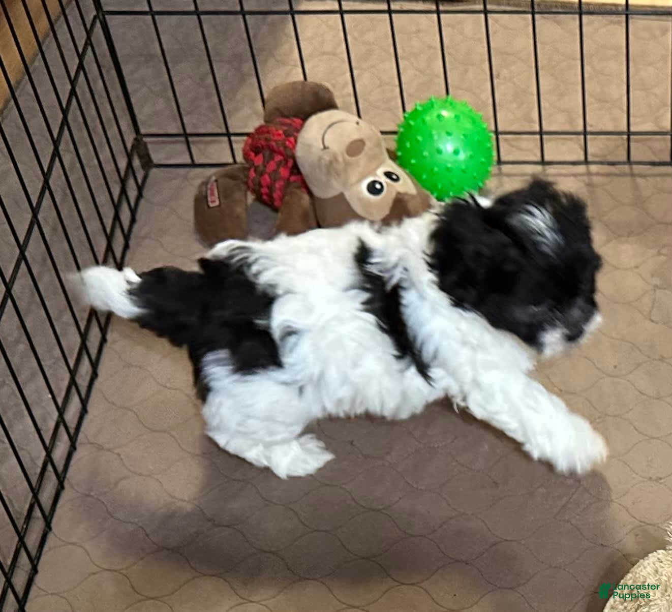 Shihpoo dogs Ollie - Ad 26