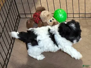 Shihpoo dogs Ollie - Ad 33